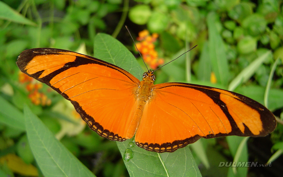 Dryas Julia (Orange Julia)